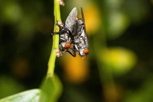 moscas de apareamiento de cerca fotografía macro foto premium