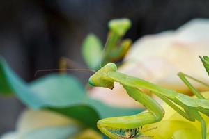 mantis insecto fotografía macro foto premium