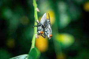 moscas de apareamiento de cerca fotografía macro foto premium