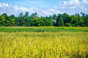beautiful green paddy plants rice fields nature in Tabanan, Bali photo