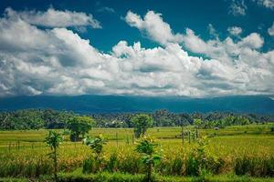 beautiful green paddy plants rice fields nature in Tabanan, Bali photo