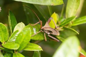 insecto besador triatomino de patas de hoja gigante fotografía macro foto premium