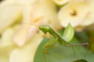 mantis insecto fotografía macro foto premium