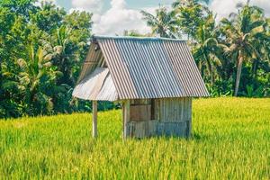 beautiful green paddy plants rice fields nature in Tabanan, Bali photo