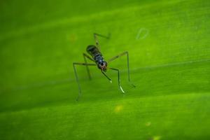 Rainieria antennaepes insect close up macro photography premium photo