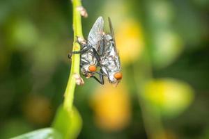 moscas de apareamiento de cerca fotografía macro foto premium