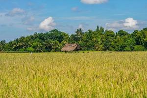 beautiful green paddy plants rice fields nature in Tabanan, Bali photo