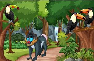 Toucan birds and mandrill monkey in the forest scene vector