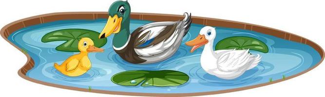 Duck family in pond vector