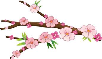 Cherry blossom branch isolated vector