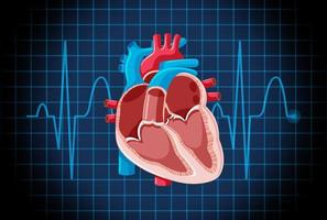 Human internal organ with heart vector