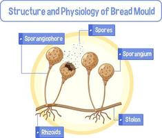 Structure and Physiology of Bread Mold vector