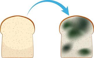 Inedible bread with mould vector