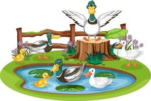 Duck family in pond vector