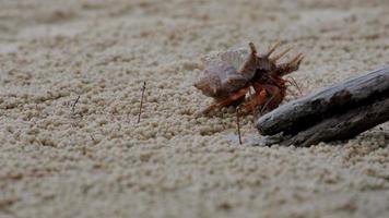 pequeño cangrejo ermitaño en la playa de la isla tropical. Cangrejo ermitaño usa caparazón vacío como hogar seguro móvil video