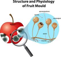 estructura y fisiología del moho de la fruta vector