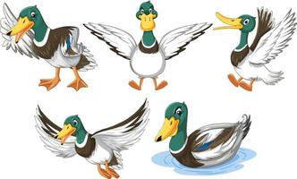 conjunto de patitos haciendo diferentes actividades vector