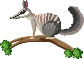 Numbat on tree branch vector