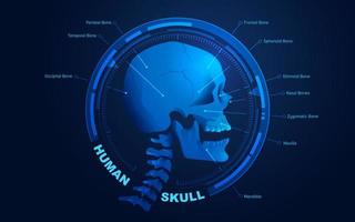 infografías de cráneo humano vector