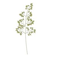 una rama de hierba de pampa seca. plantilla para tarjetas de boda. ilustración vectorial aislado sobre fondo blanco. vector