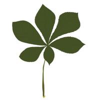 Green leaf of horse chestnut. Vector illustration isolated on white background.