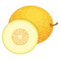 Fresh whole and half melon fruit isolated on white background. Honeydew melon. Summer fruits for healthy lifestyle. Organic fruit. Cartoon style. Vector illustration for any design.