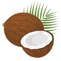 Cartoon detailed brown exotic whole coconut, half and green leaf. Summer fruits for healthy lifestyle. Organic fruit. Cartoon style. Vector illustration for any design.