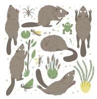 conjunto vectorial de castor divertido plano de estilo de dibujos animados en diferentes poses con rana, juncos, imágenes prediseñadas de insectos acuáticos. linda ilustración de animales del bosque para el diseño de niños.