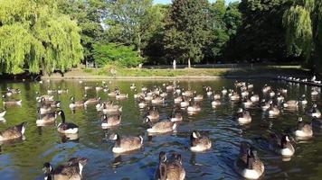 Vista al lago y aves acuáticas en el parque público local de Inglaterra Gran Bretaña Reino Unido video