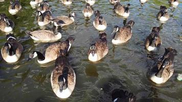 Vista al lago y aves acuáticas en el parque público local de Inglaterra Gran Bretaña Reino Unido video