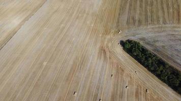 British Agricultural and Harvesting Fields Farms at Sunset Time. High Angle Footage taken with drone's camera on a hot summer day of England video