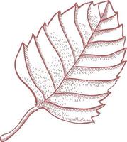 Leaf from a linden tree. vector