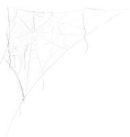 Spider web halloween holiday decoration. vector