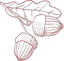 Acorn with leaves. vector