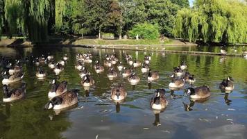 Vista sul lago e uccelli acquatici nel parco pubblico locale dell'Inghilterra Gran Bretagna Regno Unito video