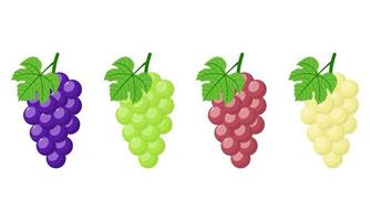 Set of different grapes isolated on white background. Bunch of purple, green, red, white grapes with stem and leaf. Cartoon style. Vector illustration for any design