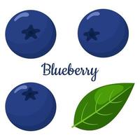 Set of fresh bright exotic blueberries isolated on white background. Summer fruits for healthy lifestyle. Organic fruit. Cartoon style. Vector illustration for any design.