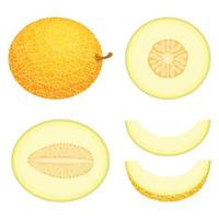 Set of fresh whole, half, cut slice melon fruit isolated on white background. Honeydew melon. Summer fruits for healthy lifestyle. Organic fruit. Cartoon style. Vector illustration for any design.