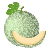 Fresh whole, cut slice melon fruit isolated on white background. Cantaloupe melon. Summer fruits for healthy lifestyle. Organic fruit. Cartoon style. Vector illustration for any design.