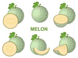 Set of fresh whole, half, cut slice melon fruit isolated on white background. Cantaloupe melon. Summer fruits for healthy lifestyle. Organic fruit. Cartoon style. Vector illustration for any design.