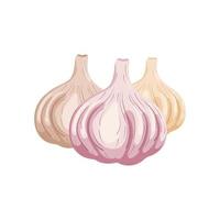 Set of garlics isolated on white background. Organic food. Cartoon style. Vector illustration for design.
