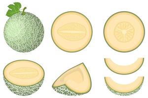 Set of fresh whole, half, cut slice melon fruit isolated on white background. Cantaloupe melon. Summer fruits for healthy lifestyle. Organic fruit. Cartoon style. Vector illustration for any design.