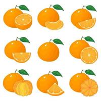 Set of fresh whole, half, cut slice tangerine or mandarin fruits isolated on white background. Summer fruits for healthy lifestyle. Organic fruit. Cartoon style. Vector illustration for any design.