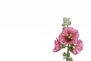 Watercolor hollyhock flower prominent and beautiful on a white background. photo