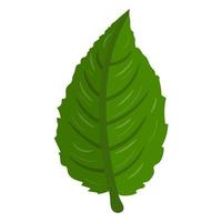 Kiwi green leaf isolated on white background. Cartoon style. Vector illustration for any design.