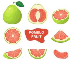 Set of fresh whole, half, cut slice red pomelo fruits isolated on white background. Summer fruits for healthy lifestyle. Organic fruit. Cartoon style. Vector illustration for any design