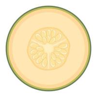 Fresh half melon fruit isolated on white background. Cantaloupe melon. Summer fruits for healthy lifestyle. Organic fruit. Cartoon style. Vector illustration for any design.