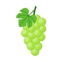 Green grapes isolated on white background. Bunch of green grapes with stem and leaf. Cartoon style. Vector illustration for any design