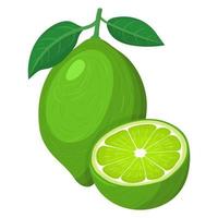 Fresh bright exotic whole and half lime fruit isolated on white background. Summer fruits for healthy lifestyle. Organic fruit. Cartoon style. Vector illustration for any design.