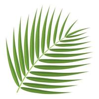 Cartoon detailed exotic coconut leaf isolated on white background. Vector illustration for any design.